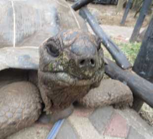 Die Schildkröten auf Prison Island