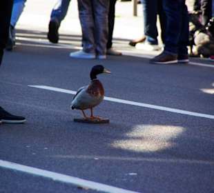 Bund Naturschutz Festwagen Biber