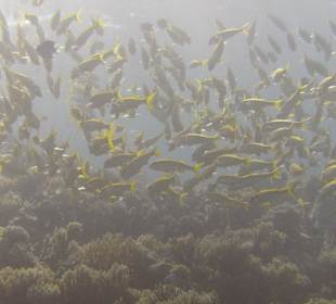 Tauchgebiet Dolphin House