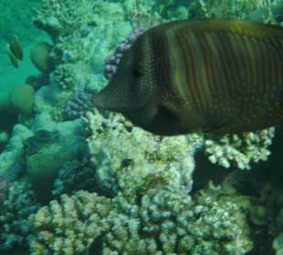 Segelflossen-Doktorfisch