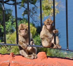 Affen von Gibraltar