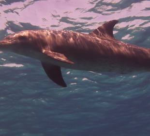 Delfinausflug mit Mo