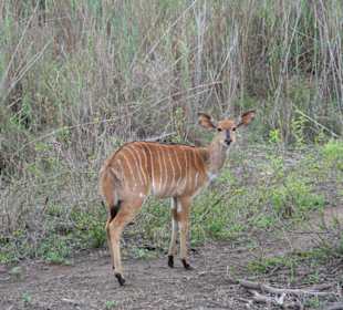 Krüger Park, Nyala