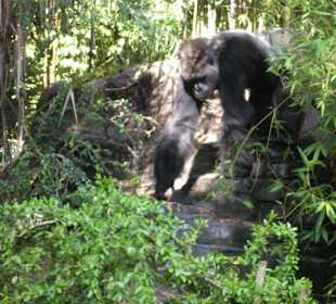 Gorilla am African Trail