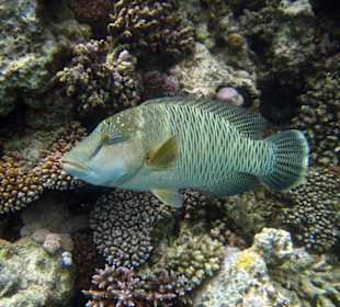 Napoleons bei fast jedem Schnorchelgang!Lahami