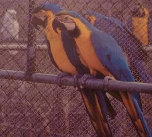Blue and Yello Macaw/Casela Vogelpark