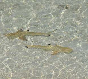 Zwei kleine Riffhaie