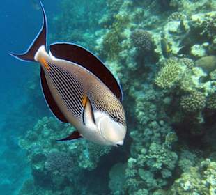 Arabischer Doktorfisch