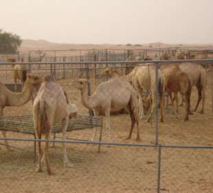 Kamelstation/Dune Dinner Ausflug
