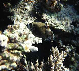 Kugelfisch