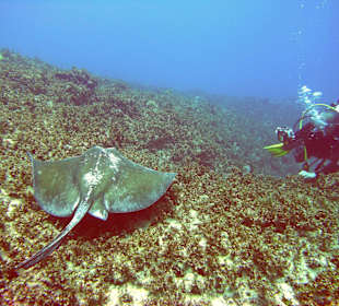Unterwasserwelt Sosua Merlin Tauchschule