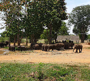 Nationalpark Udawalawe