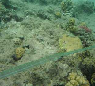 Hausriff Beach Albatros Resort