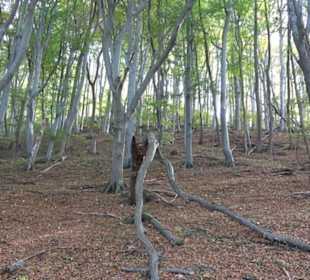 Premiumwanderweg hochgehkeltert