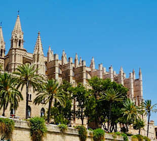 Palma 6