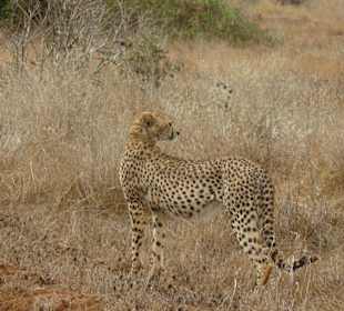 Gepard