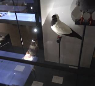 Museum für Naturkunde