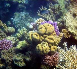 Wir kommen wieder, aber nur noch im Winter