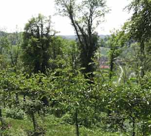 Schlosscafé im Rosengarten