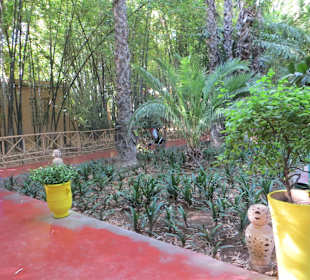 Eindrücke aus dem Jardin Majorelle Garten