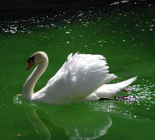 Schwan im Teichbecken am Fuße der Kathedrale