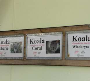 3 von ca. 30 Koalas im Park