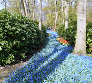 Blumenpracht im Keukenhof