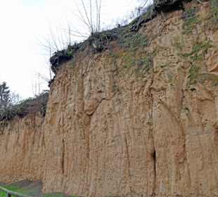 Freigelegte Lößwand
