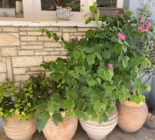 Inselrundfahrt Korfu