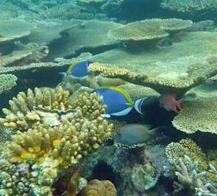 Korallenlandschaft (schnorchelnd)