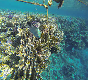 Schnorcheln Marsa Alam