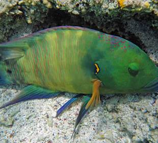 Besenschwanz-Lippfisch 50cm m