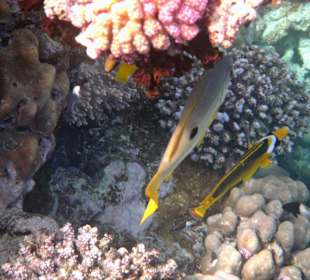 Fische im Hausriff Tulip Resort