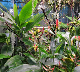 Im Tropenhaus des Schokoladenmuseums