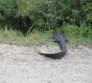 Cyprress National Preserve