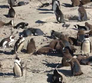 Pinguine am Strand