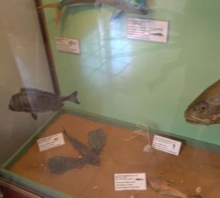 Naturhistorisches Museum