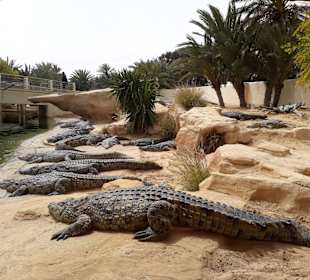 Krokodilfarm Animalia