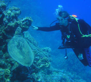 Treffen mit einer Schildkröte