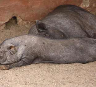 Wildschweine