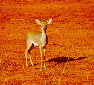 Dik-Dik
