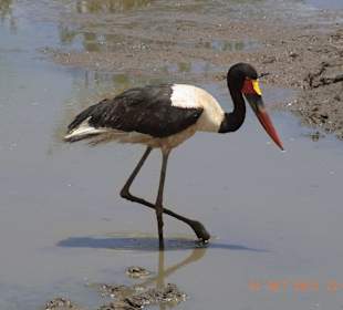 Tsavo West / - Ost / Amboselli