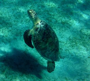 Schnorcheln Abu Dabbab