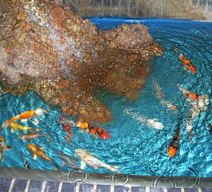 Aquarium Berlin