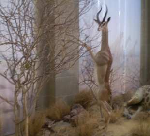 Zoologisches Forschungsmuseum Alexander Koenig