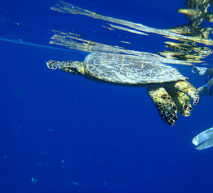 Schnorchelaufnahmen am Hausriff