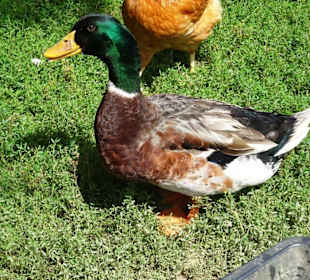 Ente im Freilichtmuseum Robbesscheier