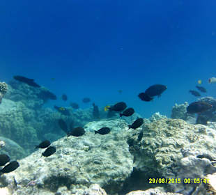 Hauseigenes Riff und ich bin leihe mit einer 0815