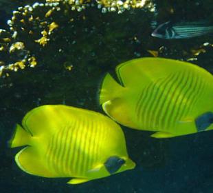 Masken-Falterfischpaar Hausriff