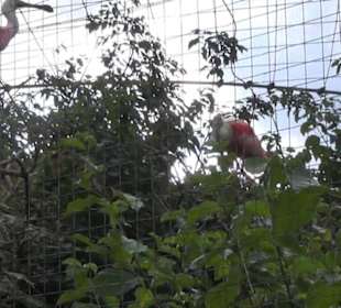 Vogelfreifluggelände